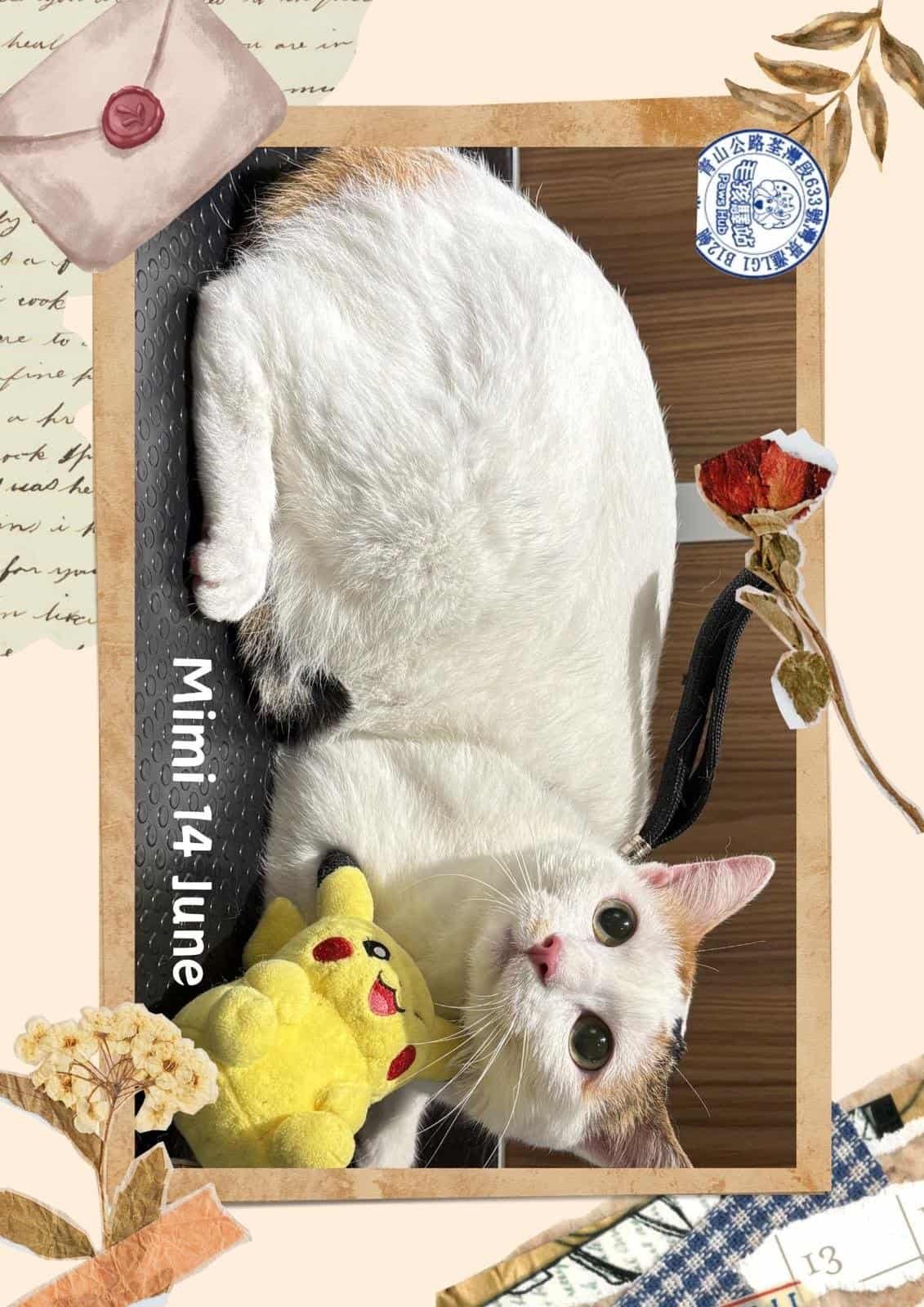 貓咪組參賽毛孩