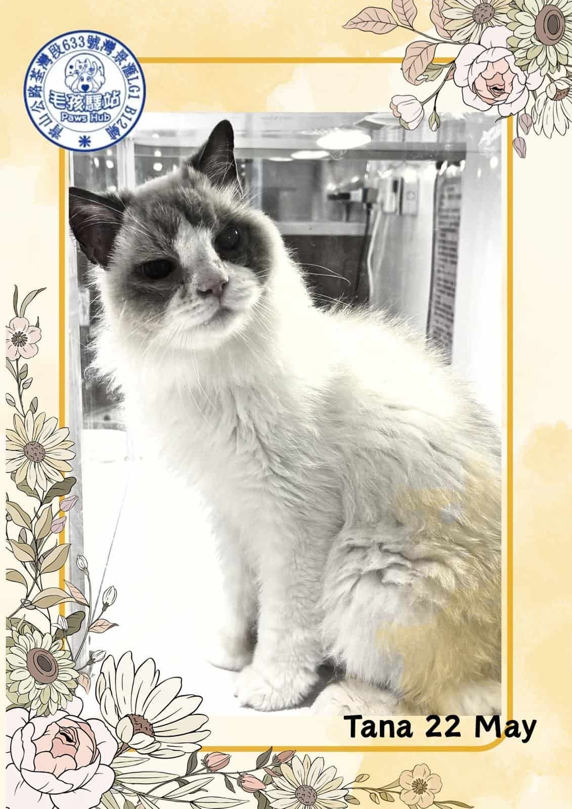 Cat Group No.04