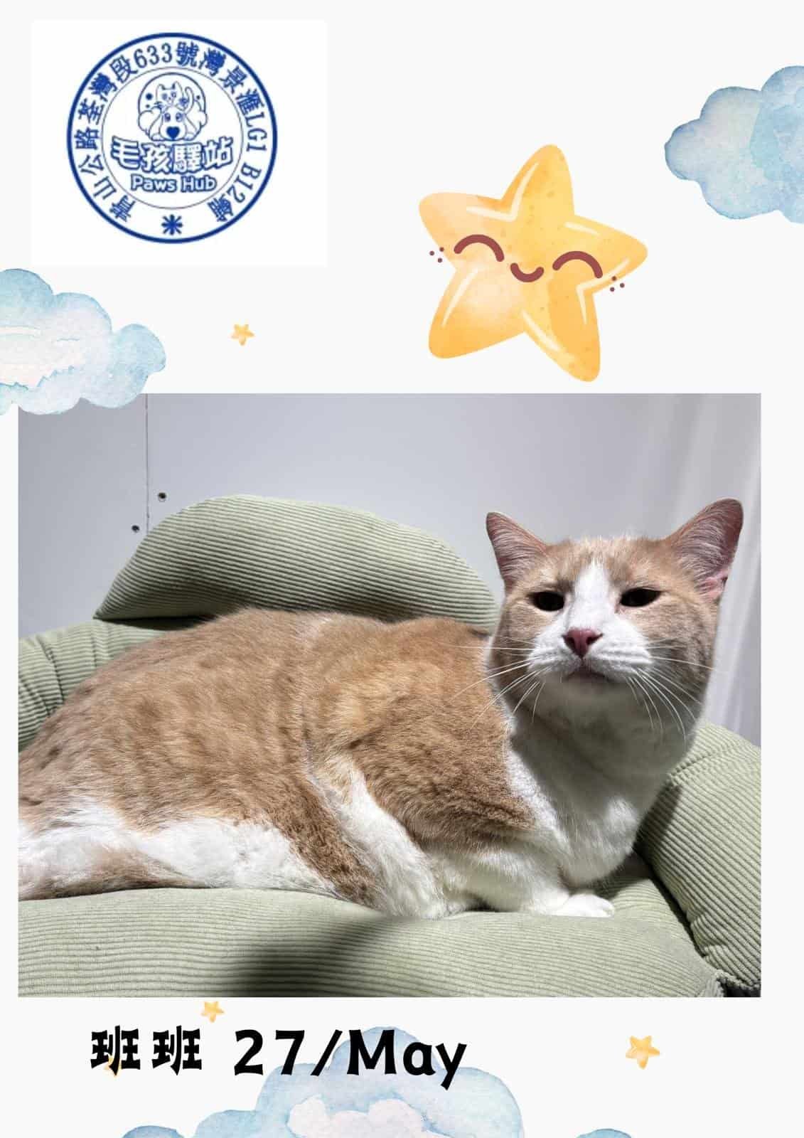 Cat Group No.05