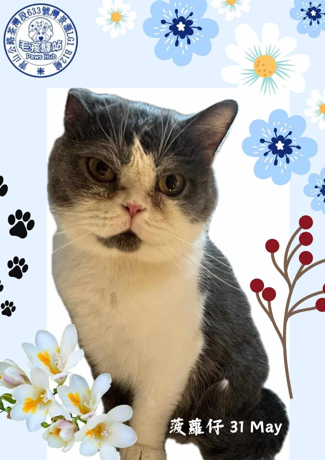 Cat Group No.06