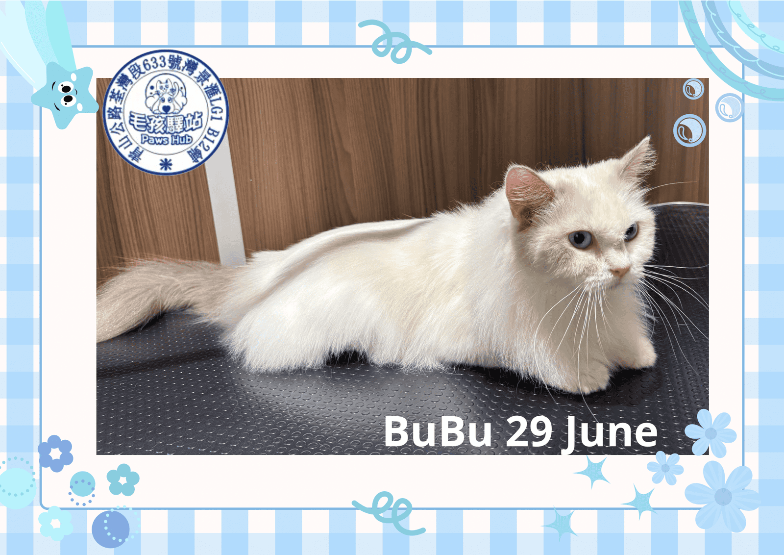 Cat Group No.07