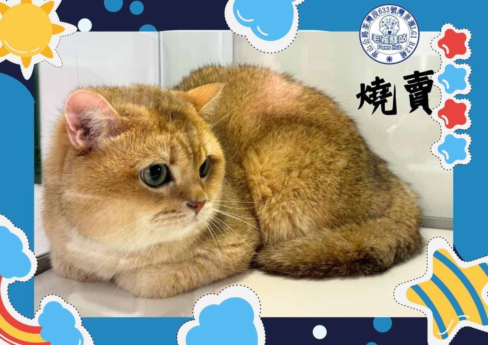 Cat Group No.08
