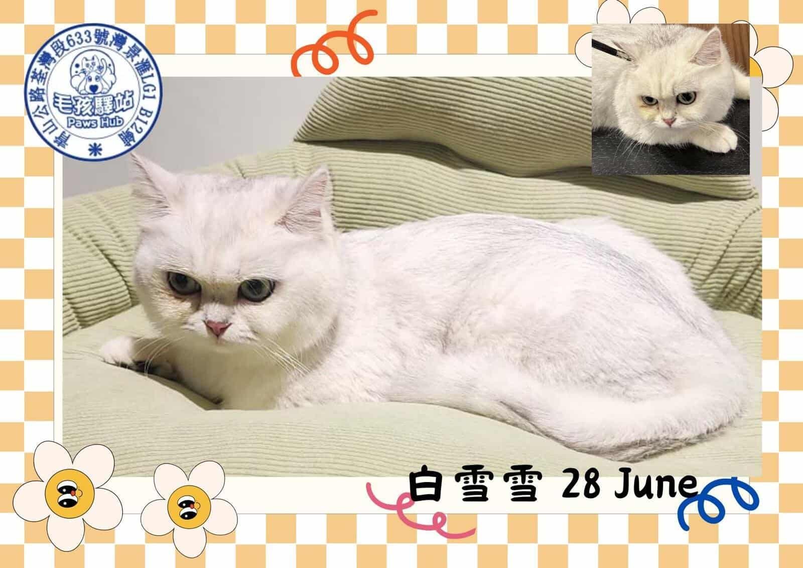 Cat Group No.09