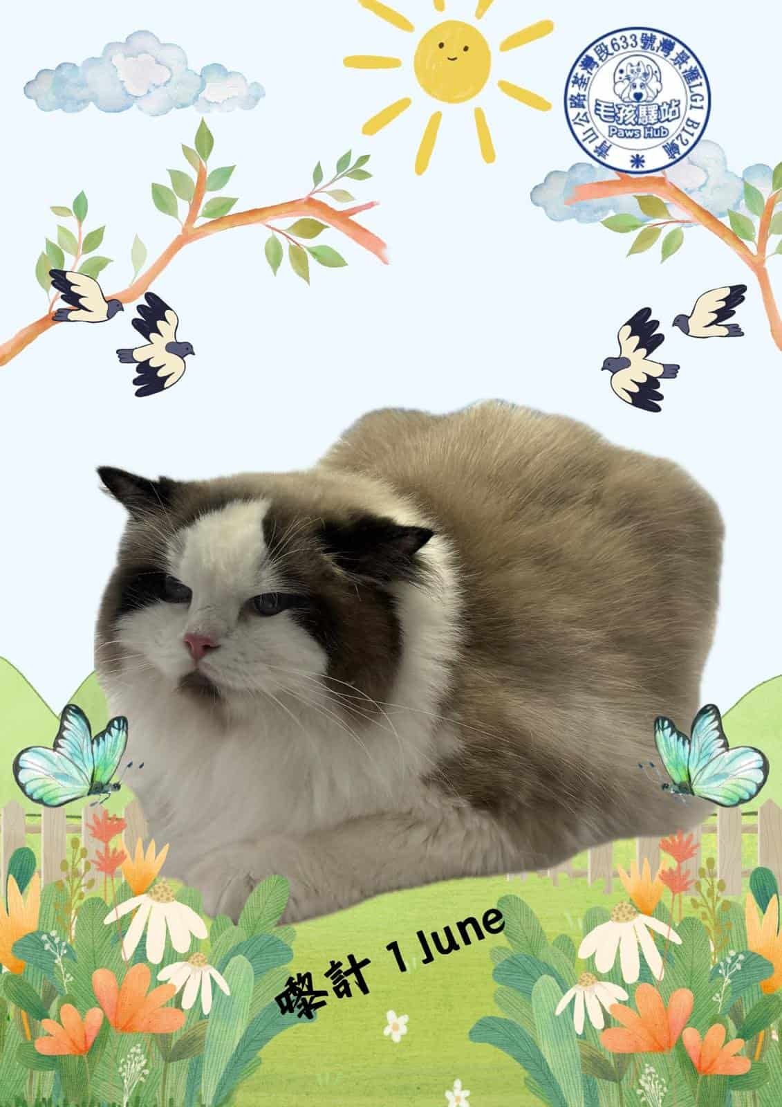 Cat Group No.10