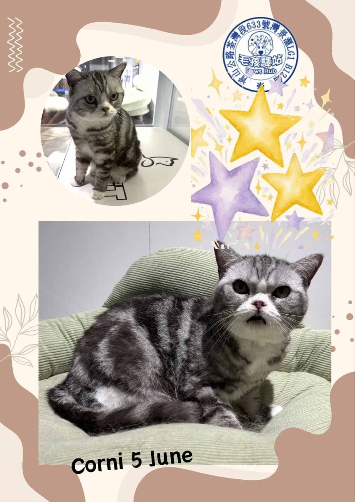 Cat Group No.11