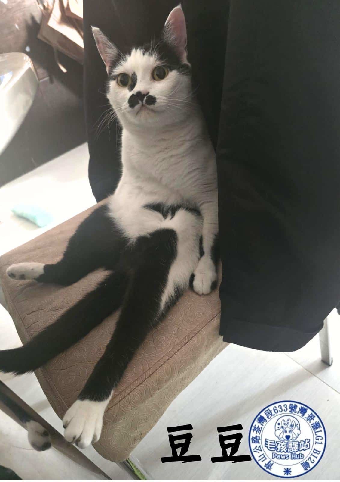 Cat Group No.15