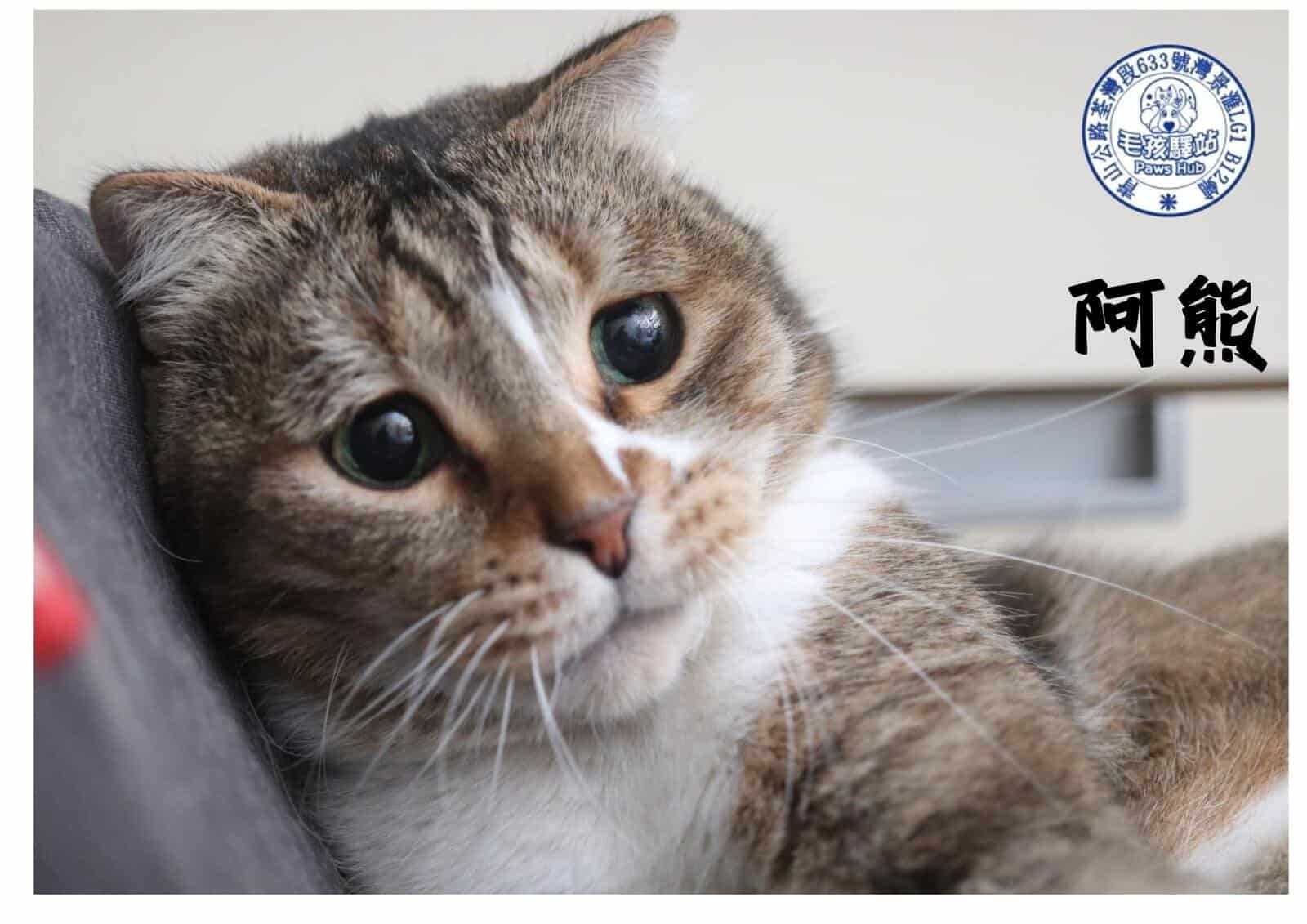 Cat Group No.16