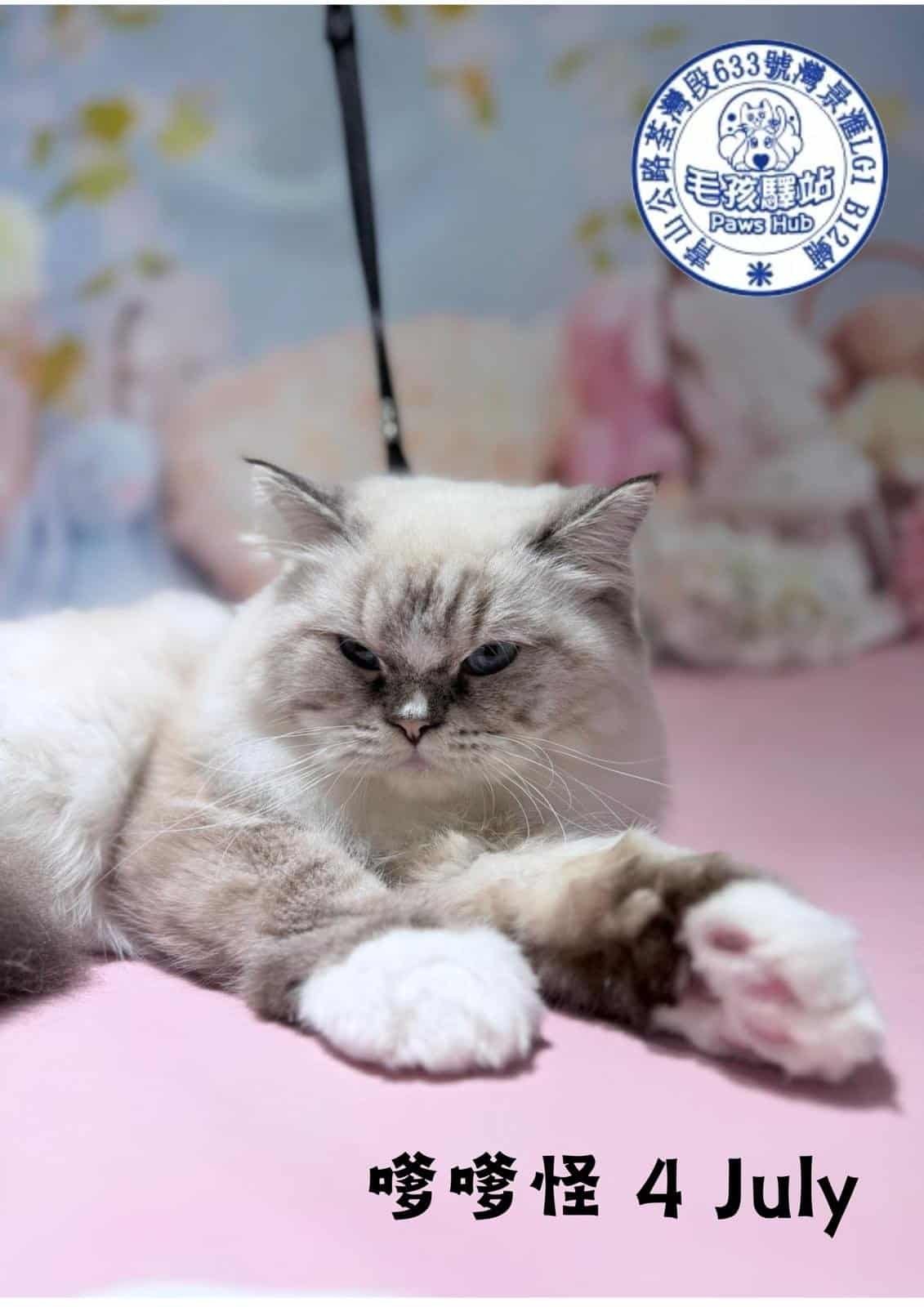 Cat Group No.18