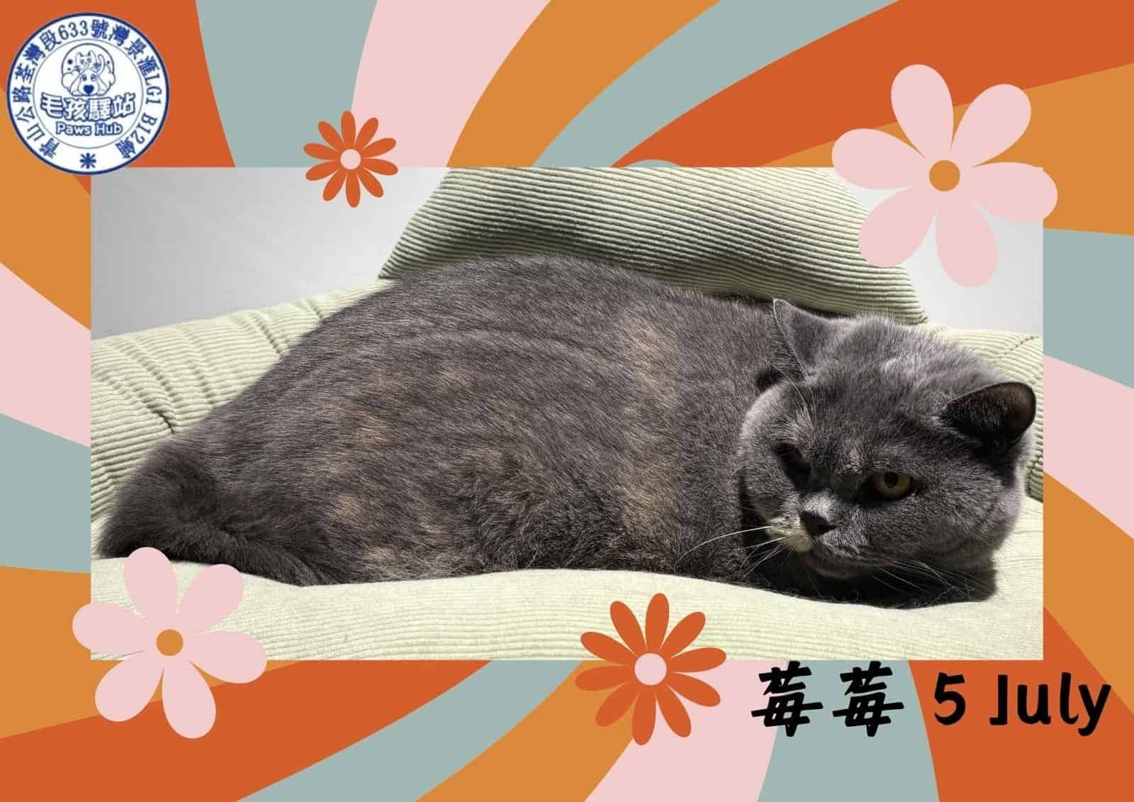 Cat Group No.19