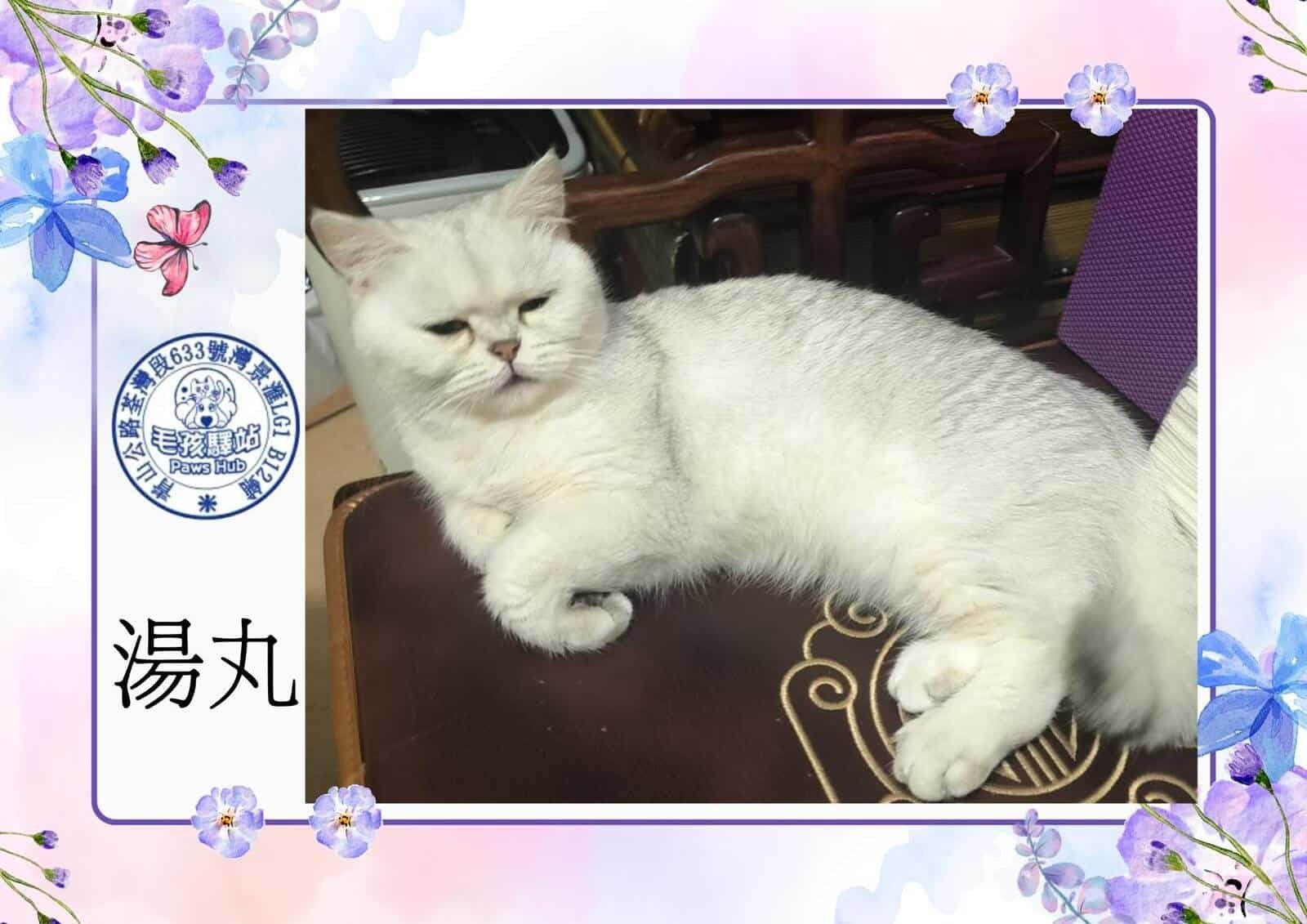Cat Group No.20