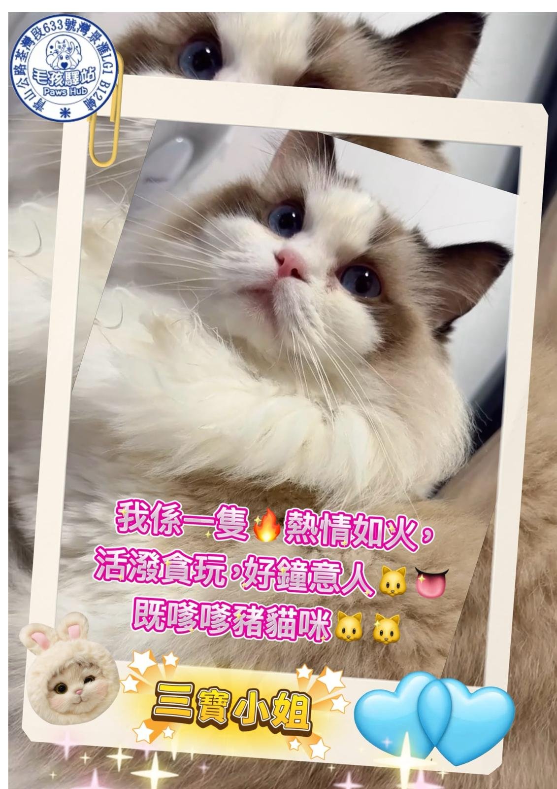 Cat Group No.21