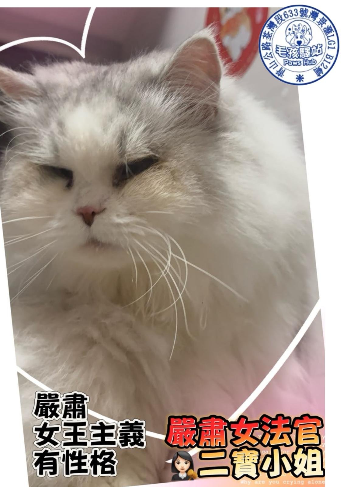 Cat Group No.22