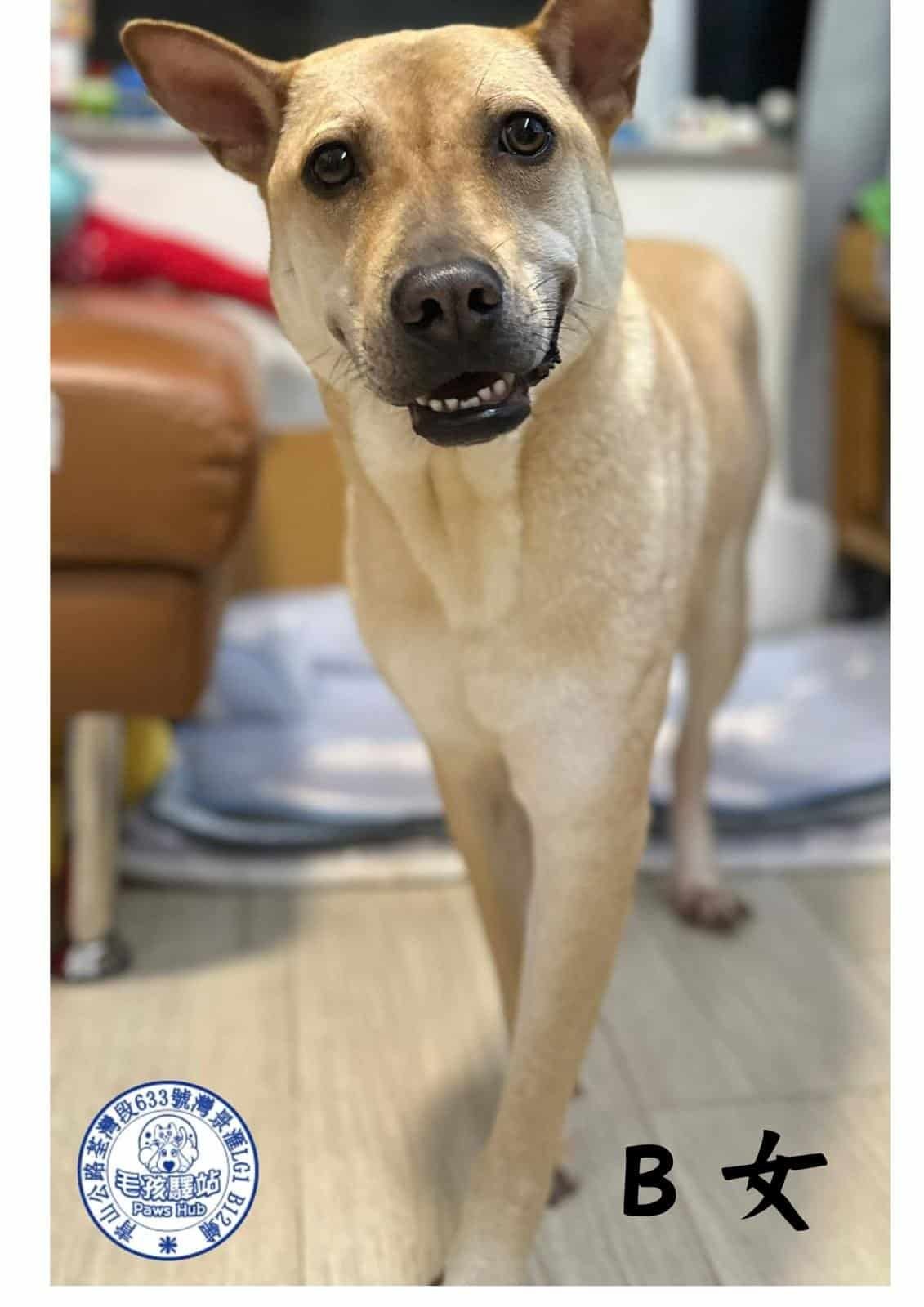 Dog Group No.01