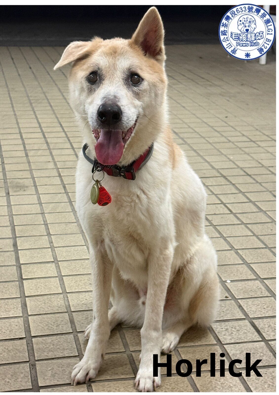 Dog Group No.02