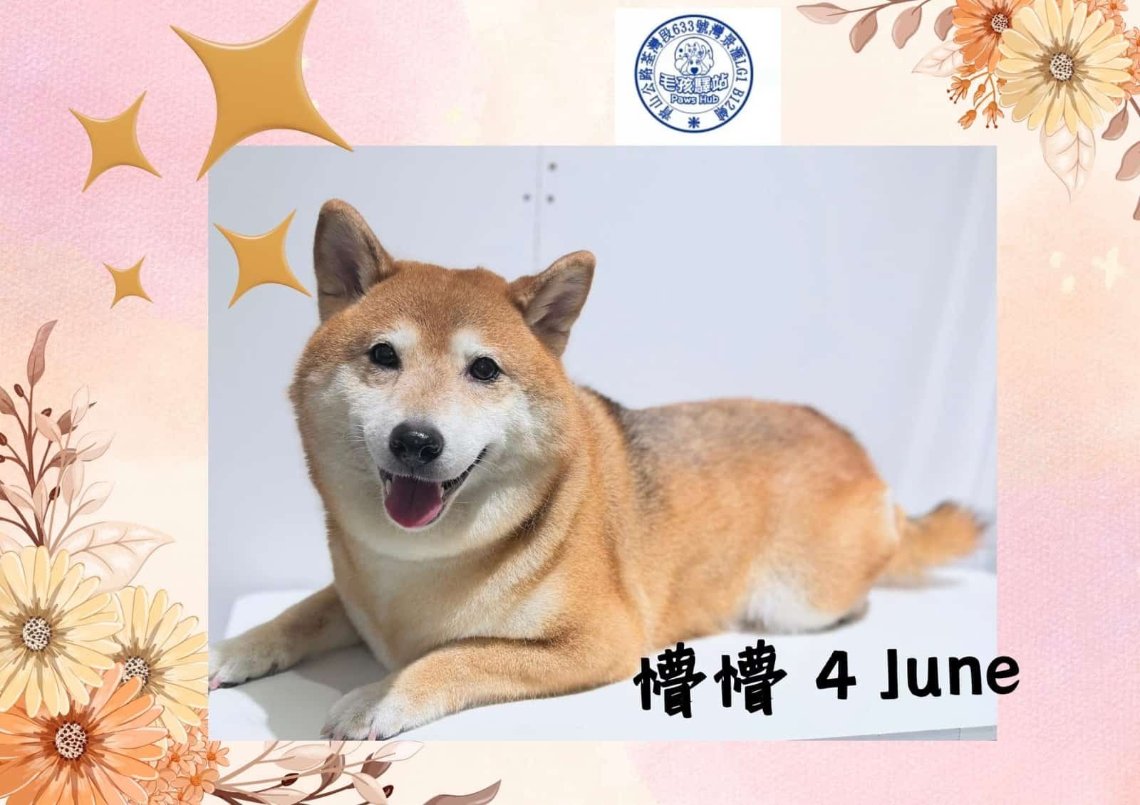 Dog Group No.03