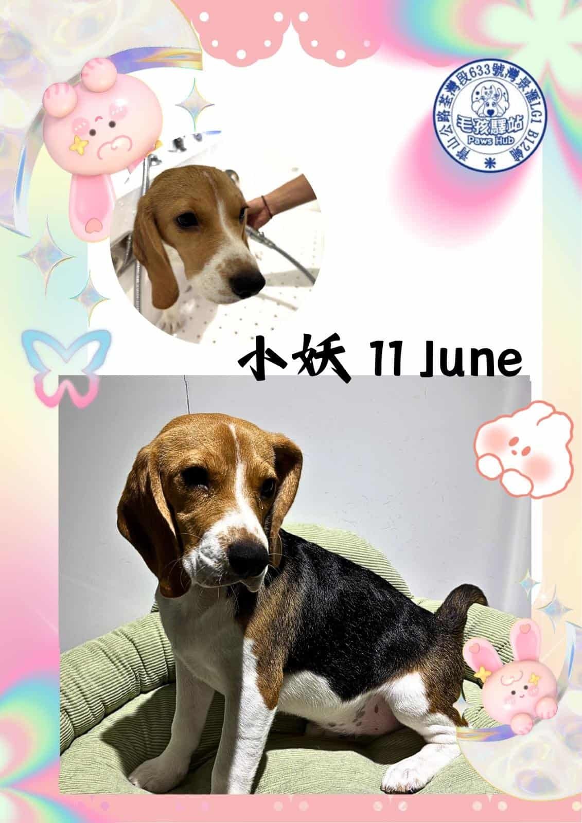 Dog Group No.04