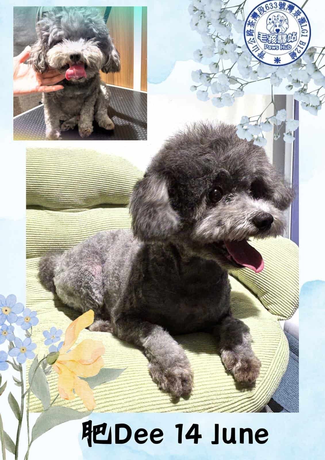 Dog Group No.05