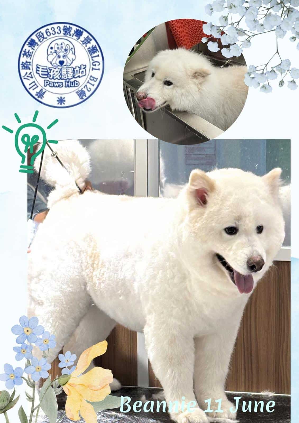 Dog Group No.06