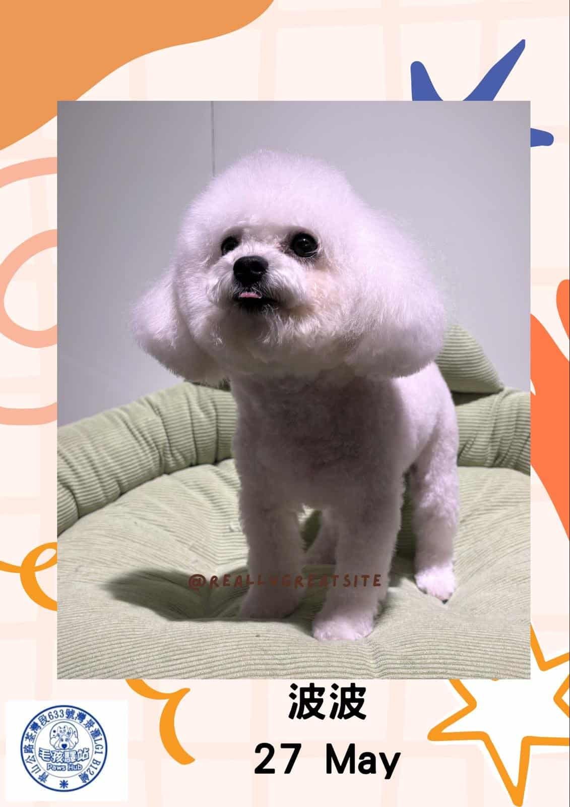 Dog Group No.07