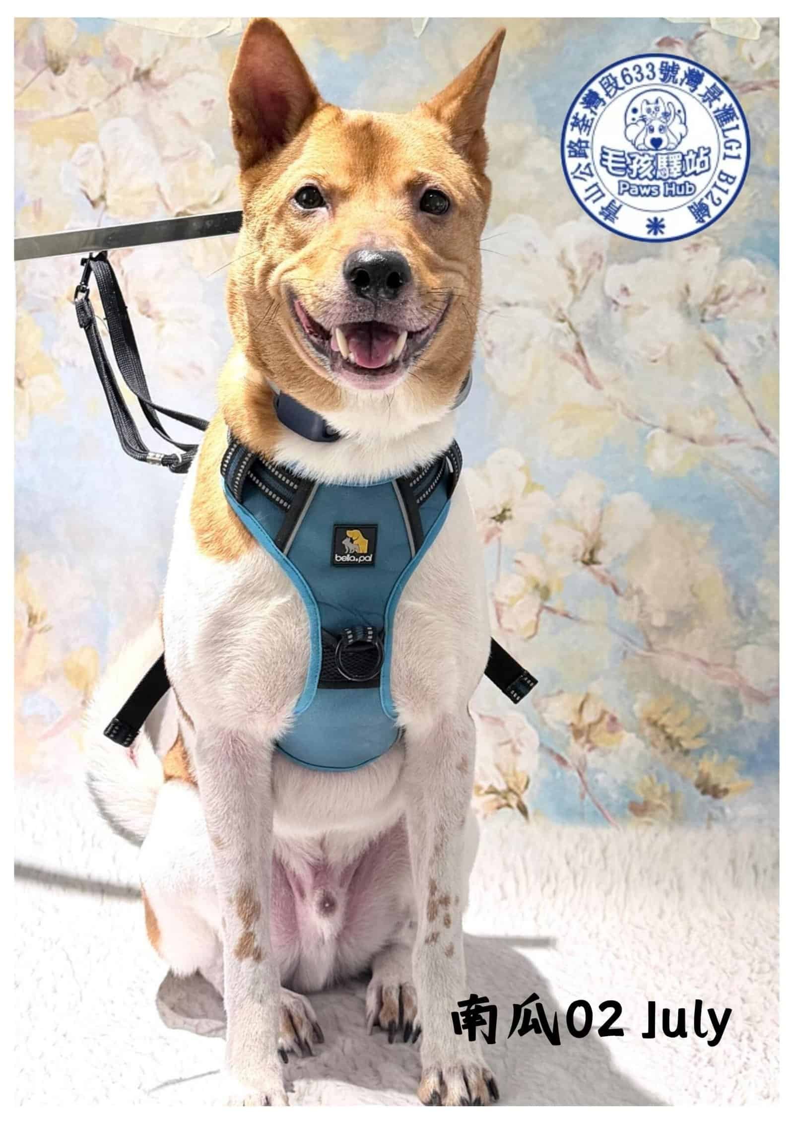 Dog Group No.10
