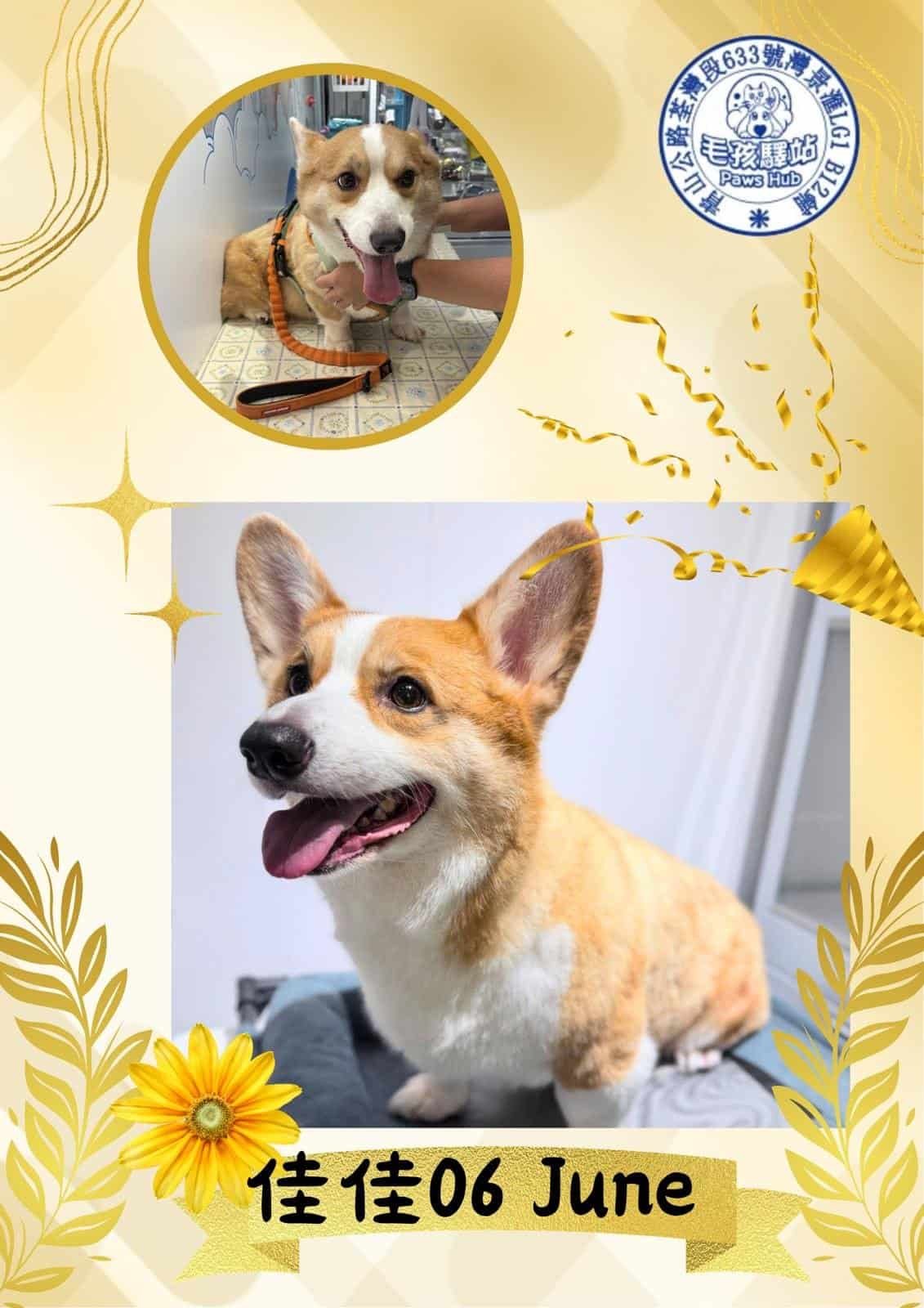 Dog Group No.11