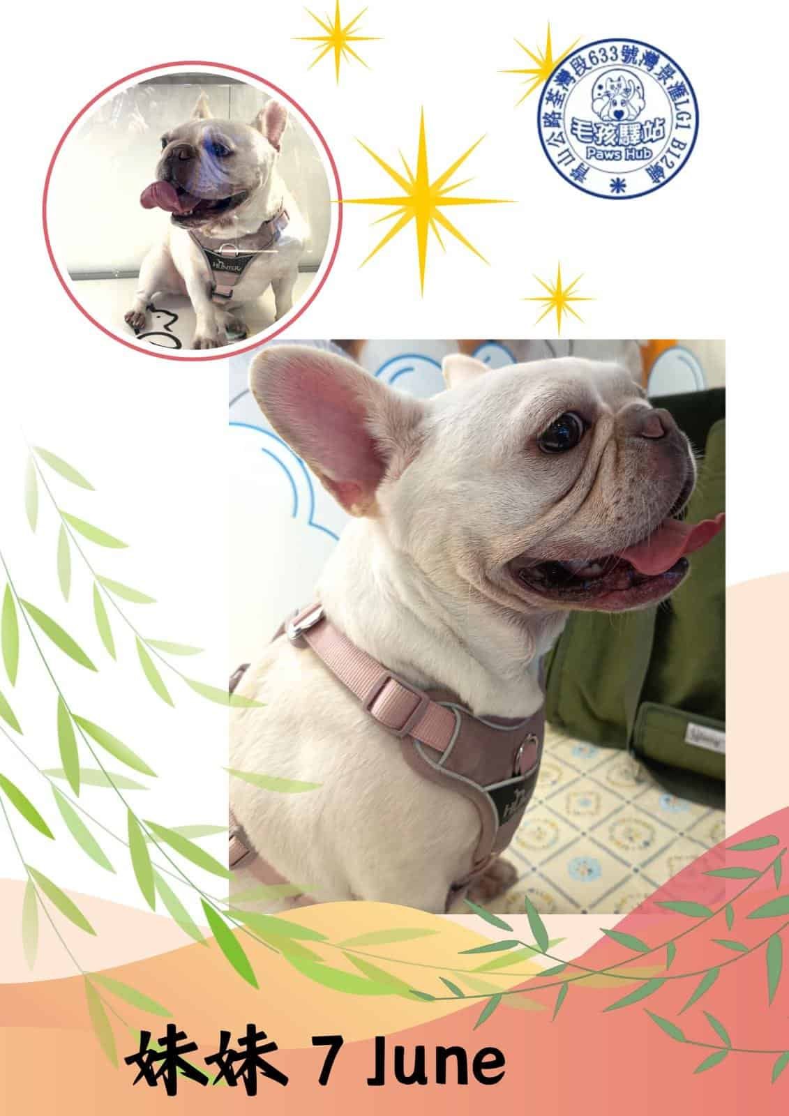 Dog Group No.13