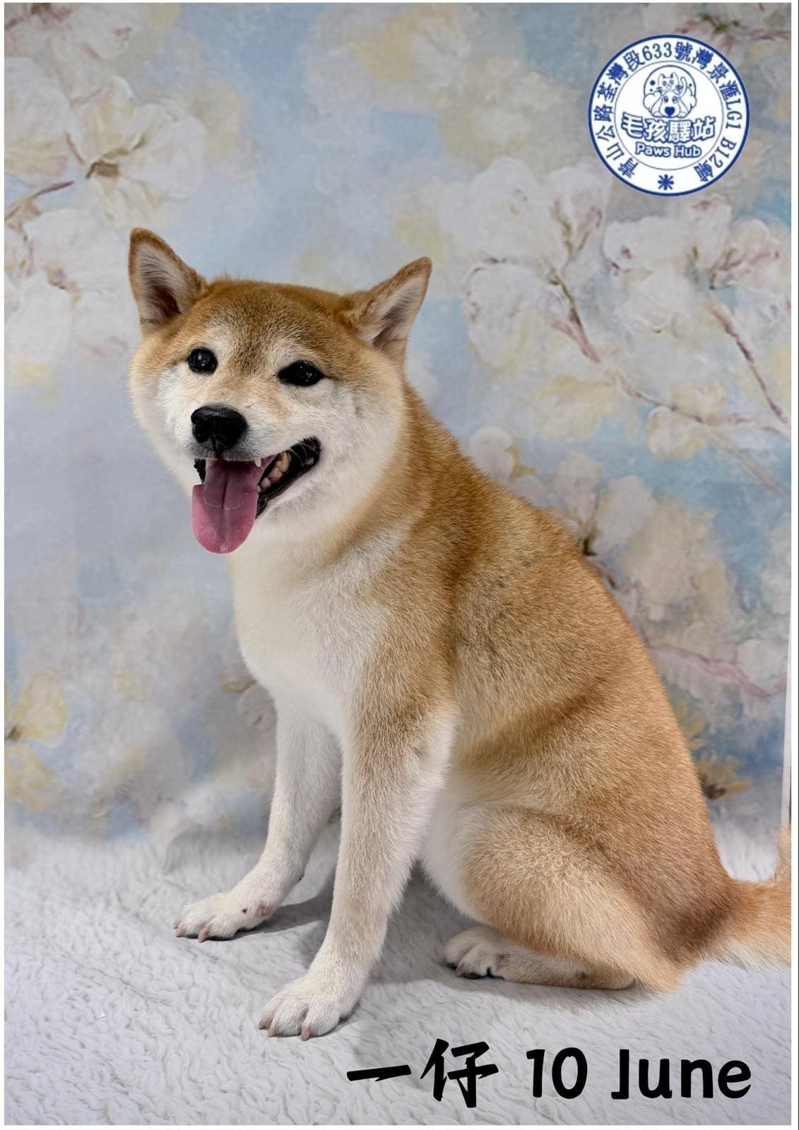 Dog Group No.15
