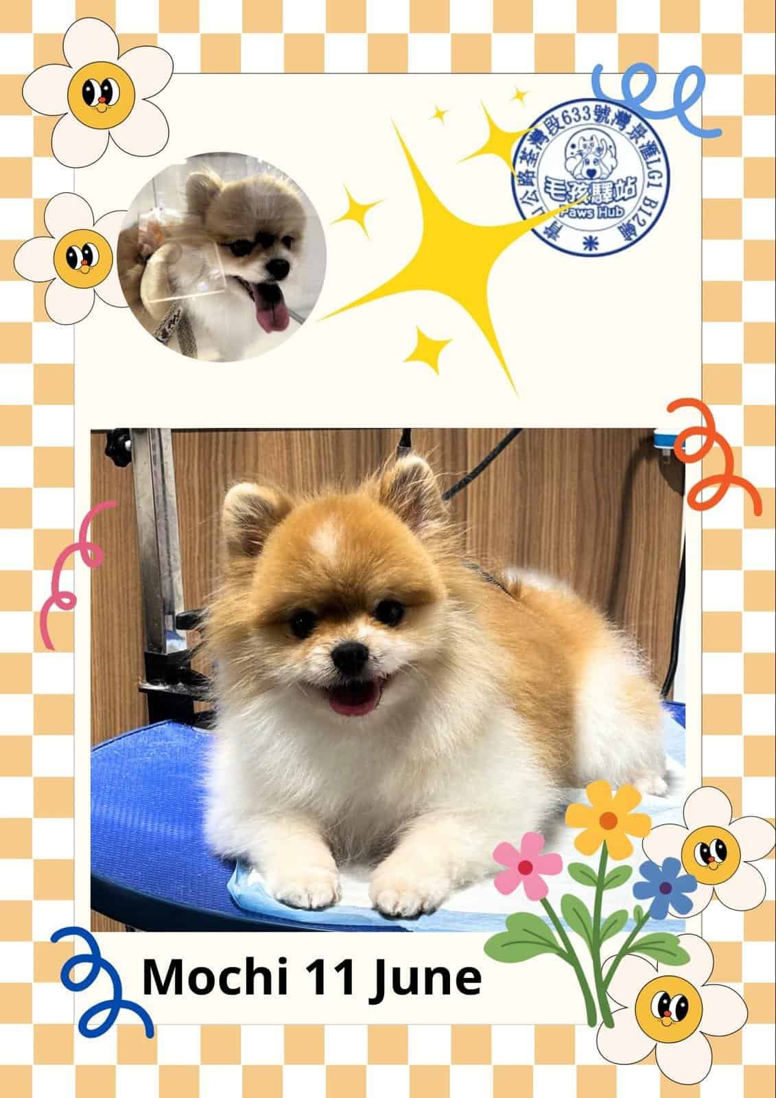 Dog Group No.17