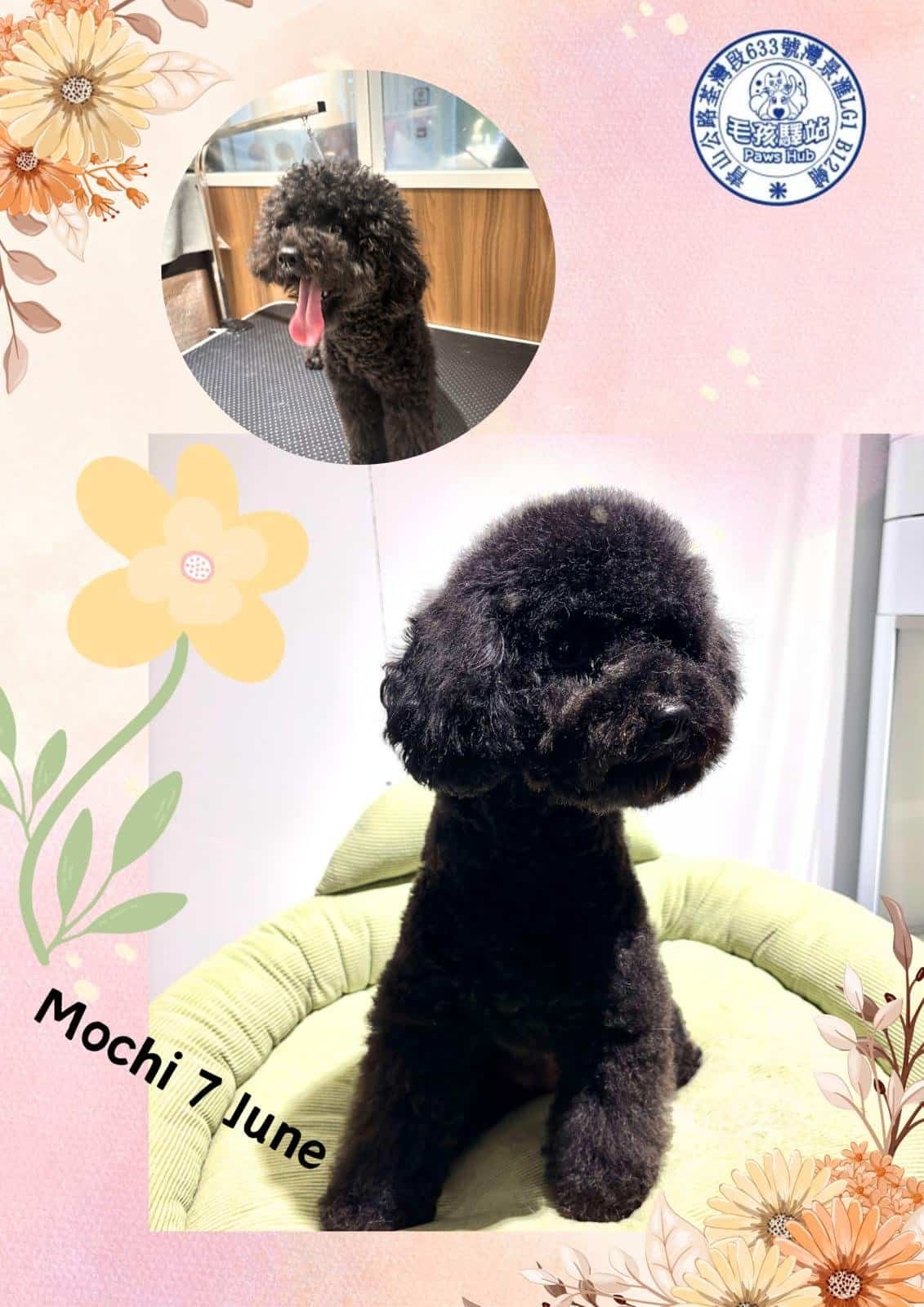Dog Group No.20