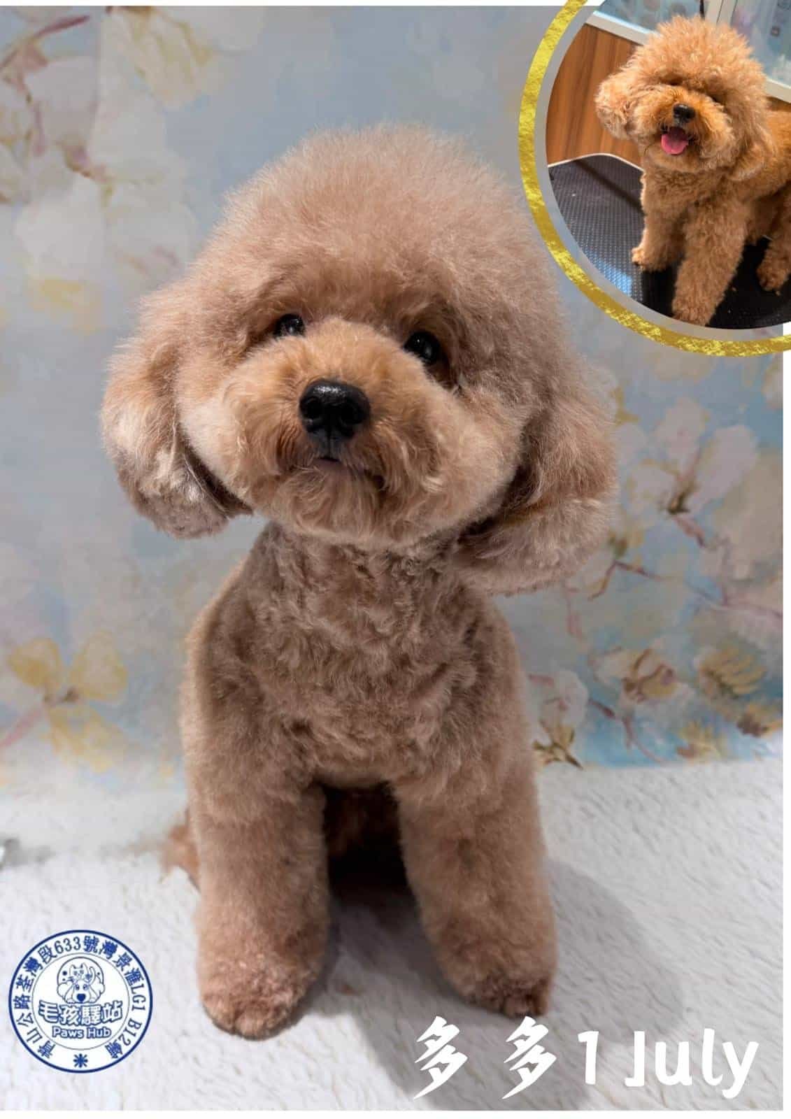 Dog Group No.21