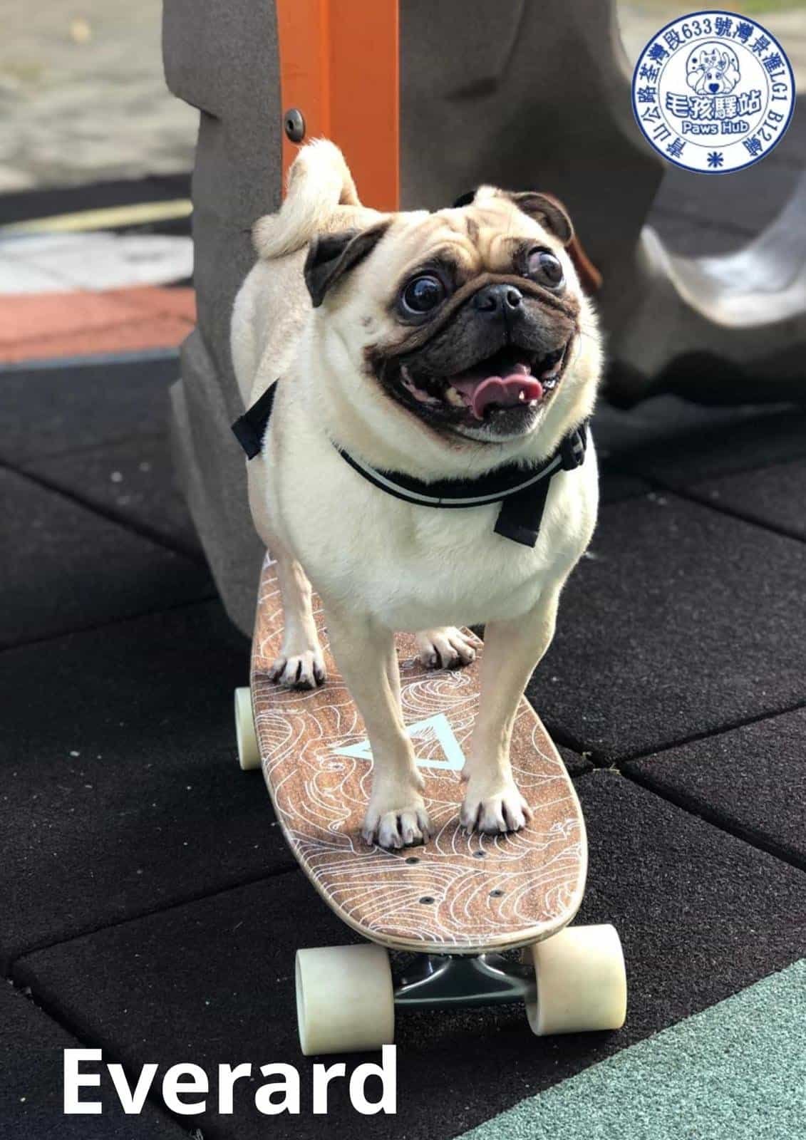 Dog Group No.23