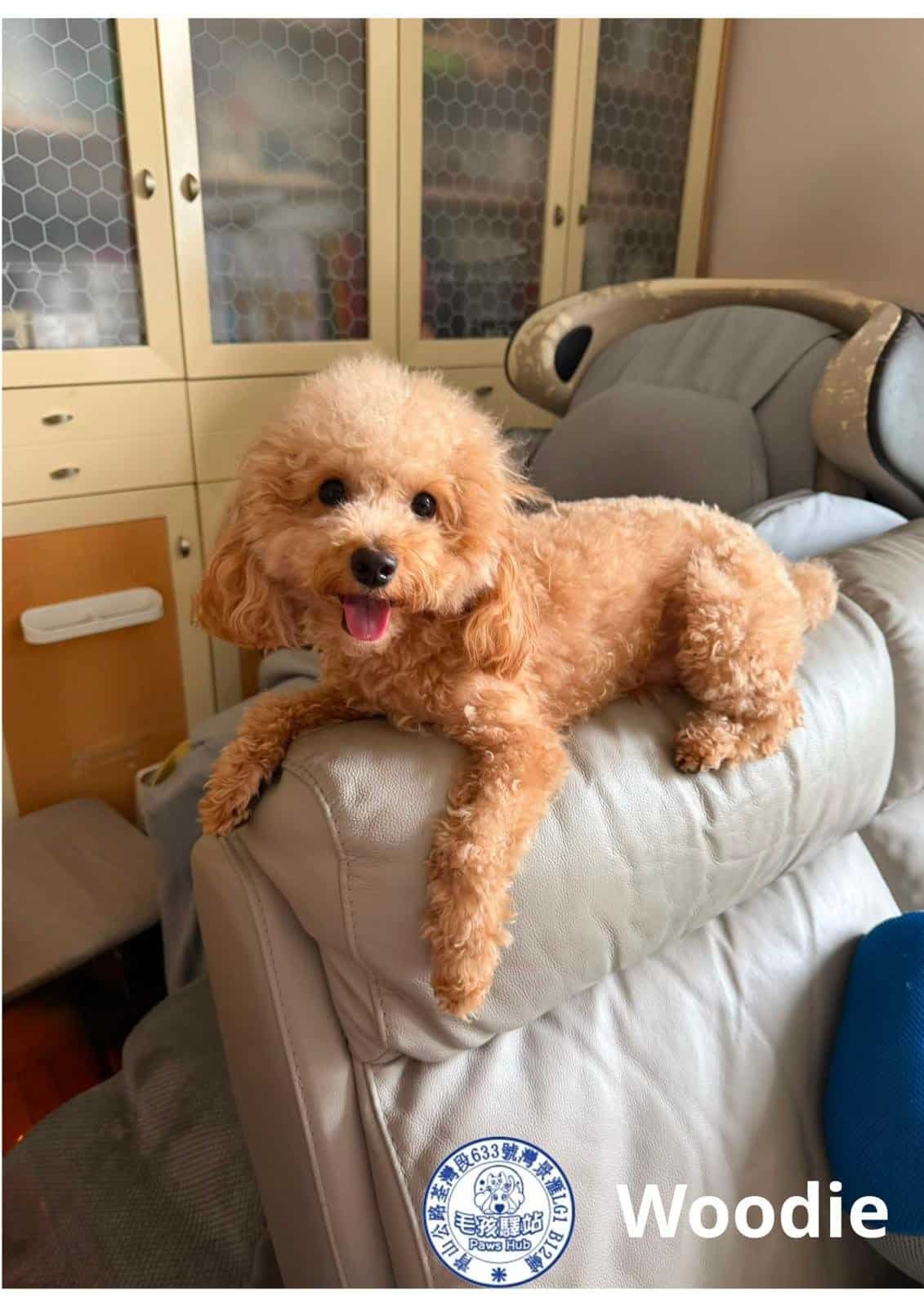 Dog Group No.24