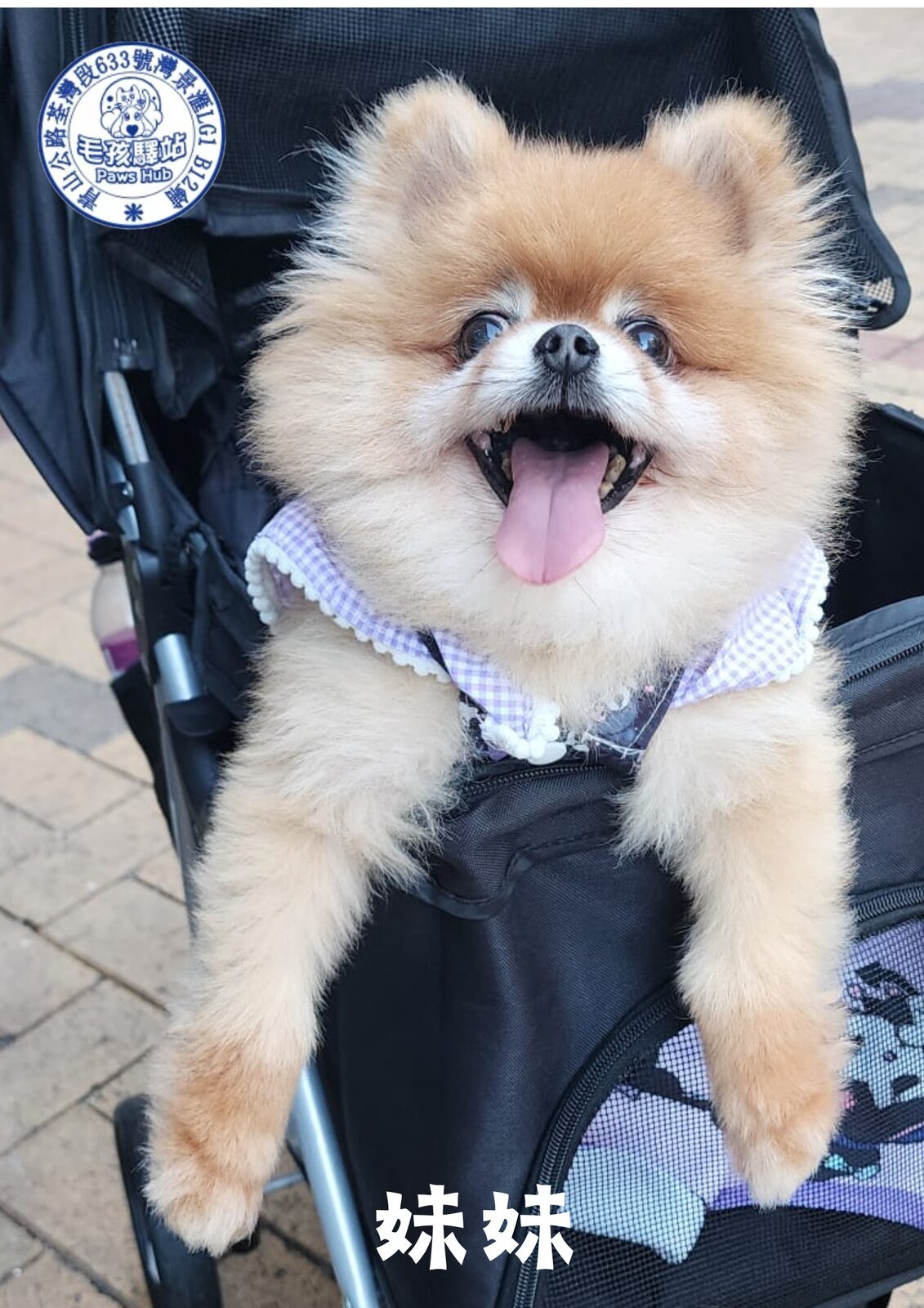 Dog Group No.25