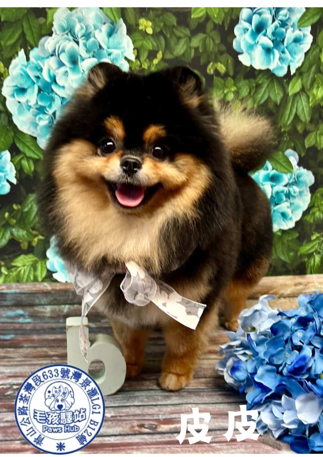 Dog Group No.26