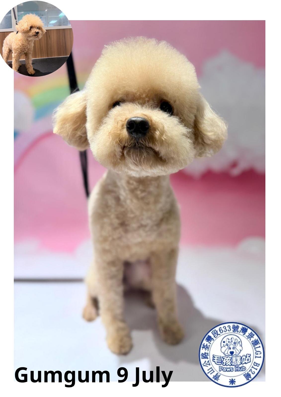 Dog Group No.27