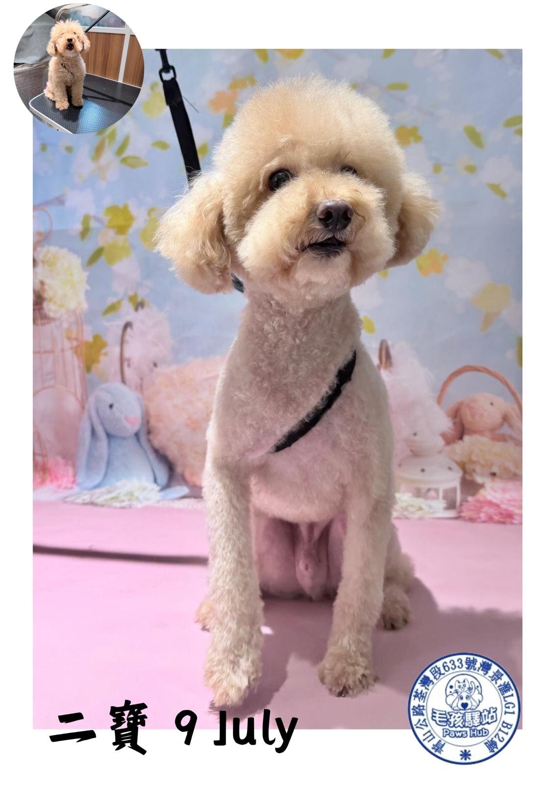 Dog Group No.28